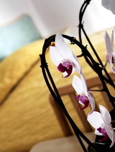 Orchidee bianche e viola in primo piano, sfondo sfocato di interni accoglienti.