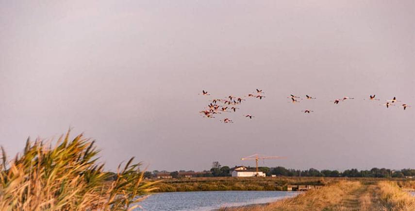 Stormo di uccelli vola sopra un paesaggio fluviale al tramonto.